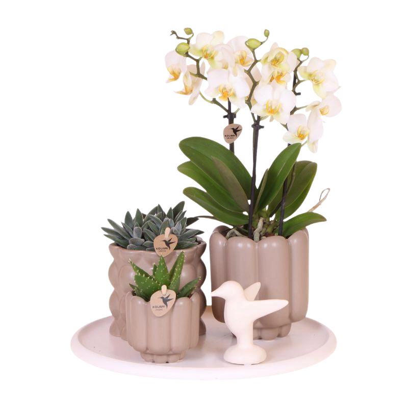 Kolibri Gift Set Slow Living – Witte Orchidee Lausanne in Beige Sierpotten