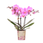 Kolibri Orchids Frederikstad – Paars roze Phalaenopsis