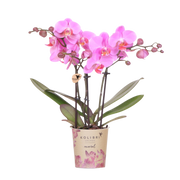 Kolibri Orchids Frederikstad – Paars roze Phalaenopsis