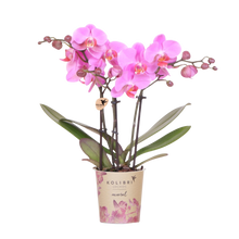 Kolibri Orchids Frederikstad – Paars roze Phalaenopsis