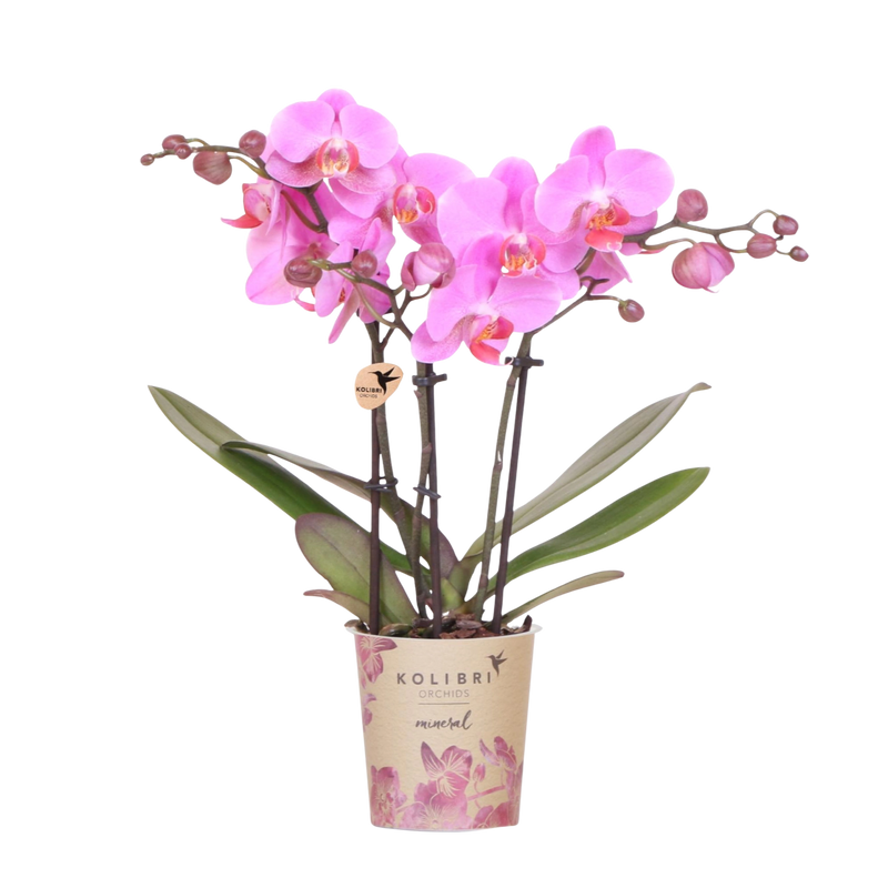 Kolibri Orchids Frederikstad – Paars roze Phalaenopsis