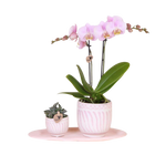 Kolibri Orchids | Gift Set Granada Roze – Orchidee Portugal + Succulent