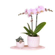 Kolibri Orchids | Gift Set Granada Roze – Orchidee Portugal + Succulent