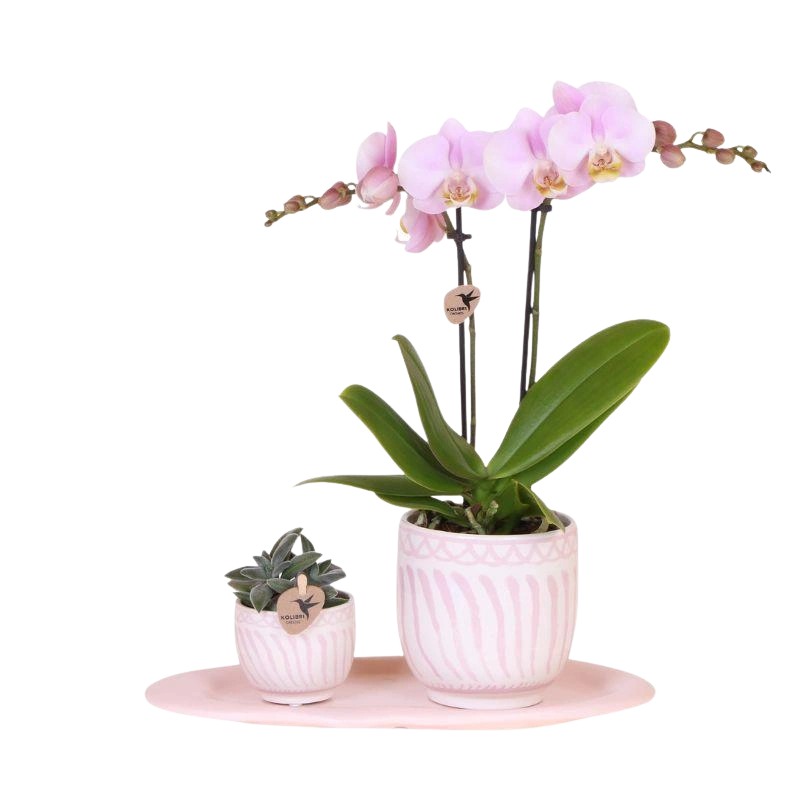 Kolibri Orchids | Gift Set Granada Roze – Orchidee Portugal + Succulent