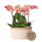 Kolibri Orchids Jungle Bouquet Oranje – Cotton Basket met waterreservoir