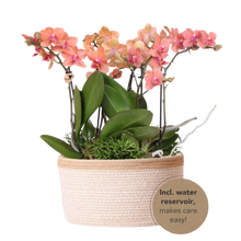 Kolibri Orchids Jungle Bouquet Oranje – Cotton Basket met waterreservoir