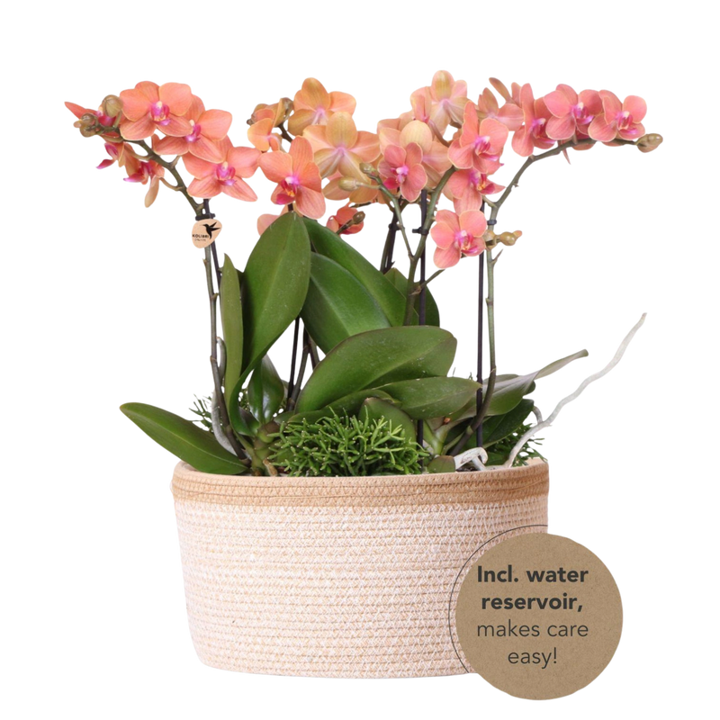 Kolibri Orchids Jungle Bouquet Oranje – Cotton Basket met waterreservoir