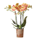 Kolibri Orchids Oranje Phalaenopsis Jamaica