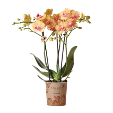 Kolibri Orchids Oranje Phalaenopsis Jamaica