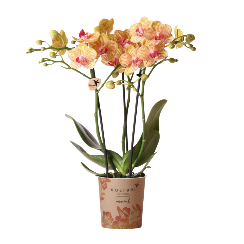 Kolibri Orchids Oranje Phalaenopsis Jamaica