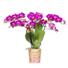 Kolibri Orchids Paarse Phalaenopsis Morelia