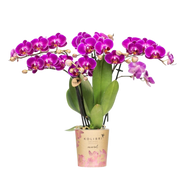 Kolibri Orchids Paarse Phalaenopsis Morelia