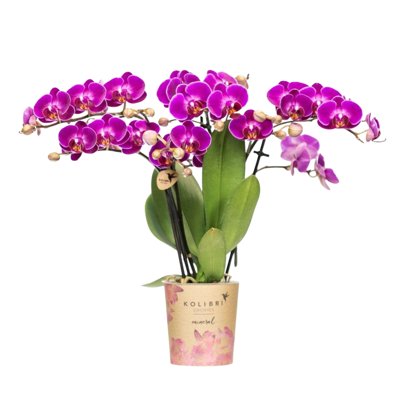 Kolibri Orchids Paarse Phalaenopsis Morelia