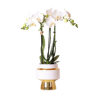 Kolibri Orchids Phalaenopsis Amabilis in Le Chic Goud