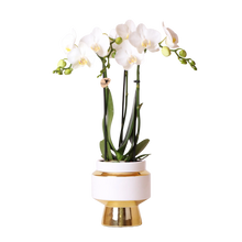 Kolibri Orchids Phalaenopsis Amabilis in Le Chic Goud