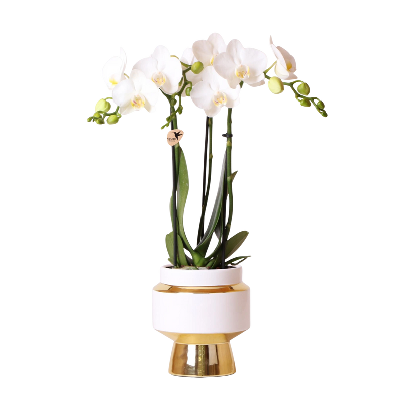 Kolibri Orchids Phalaenopsis Amabilis in Le Chic Goud
