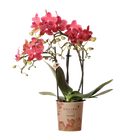 Kolibri Orchids Phalaenopsis Congo Rood
