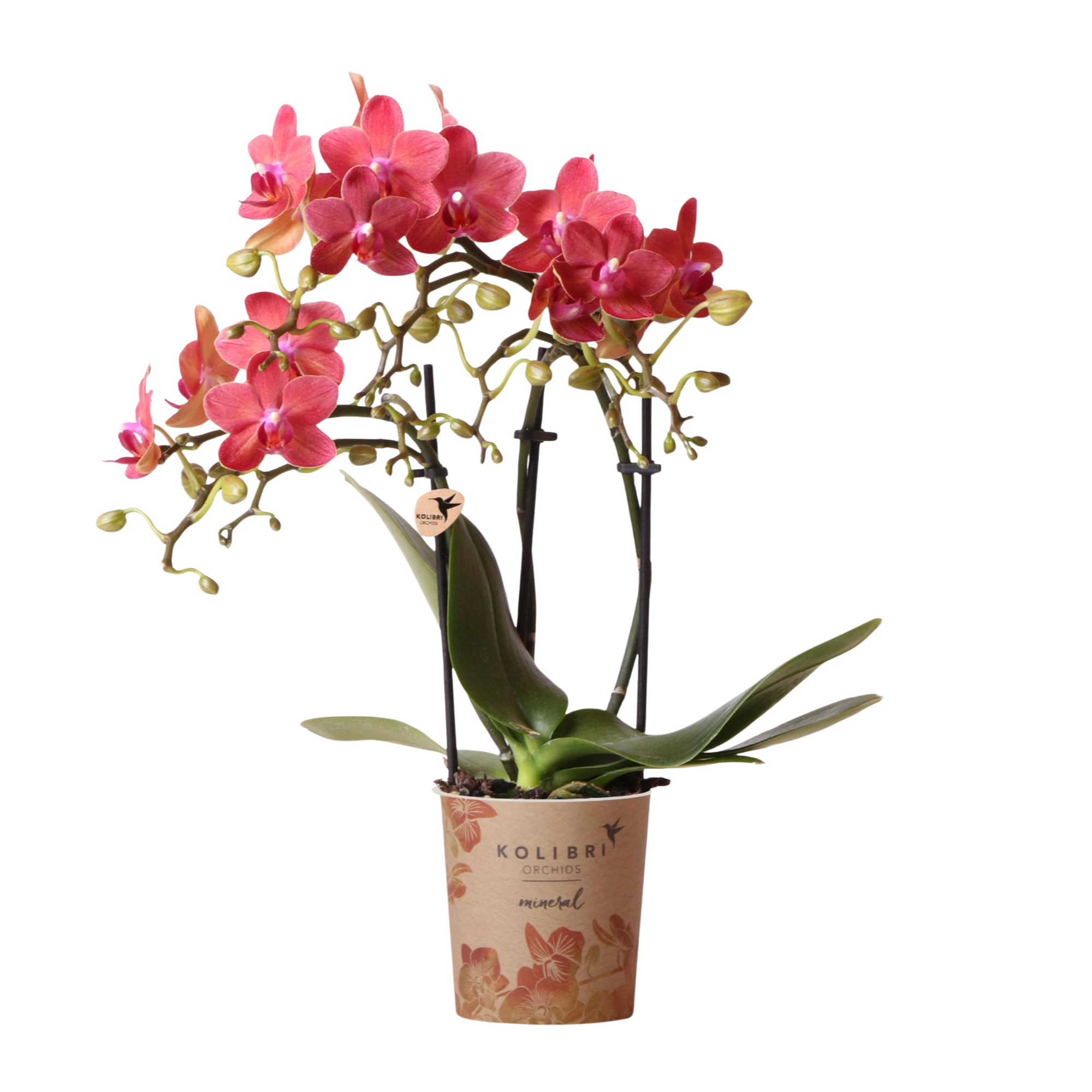 Kolibri Orchids Phalaenopsis Congo Rood