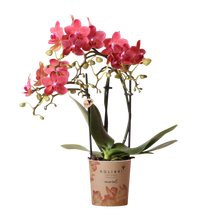 Kolibri Orchids Phalaenopsis Congo Rood