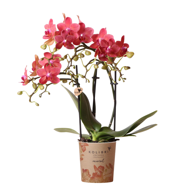 Kolibri Orchids Phalaenopsis Congo Rood