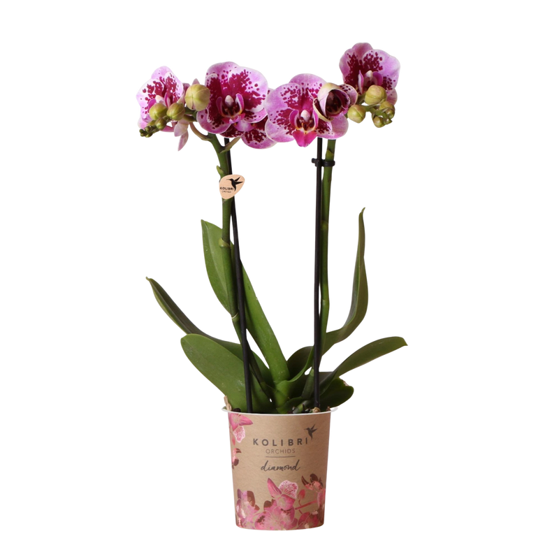 Kolibri Orchids Phalaenopsis El Salvador