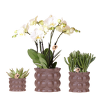 Kolibri Orchids | Plantenset Cotton bruin met witte orchidee Ghent & succulenten