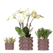 Kolibri Orchids | Plantenset Cotton bruin met witte orchidee Ghent & succulenten Everspring