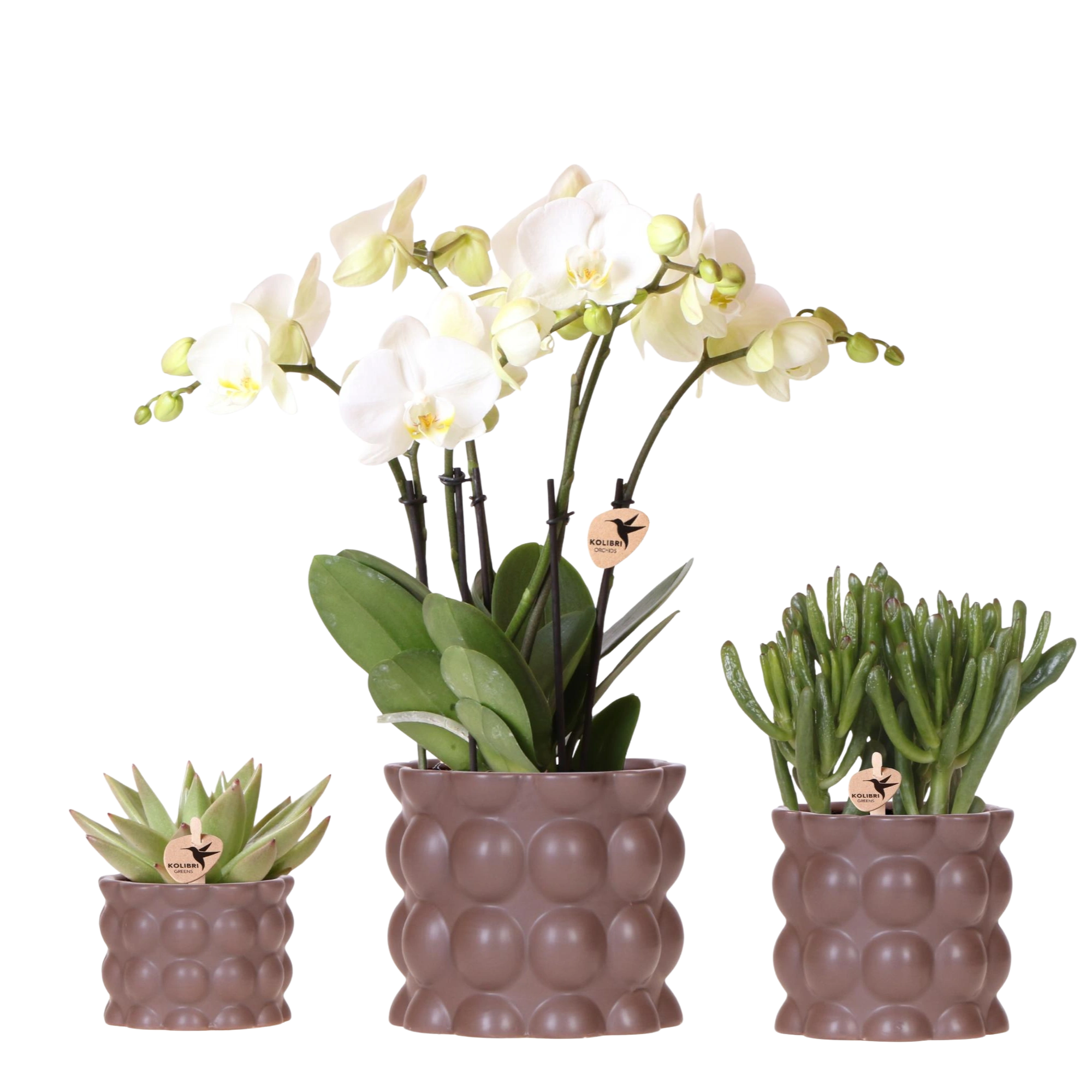 Kolibri Orchids | Plantenset Cotton bruin met witte orchidee Ghent & succulenten