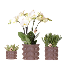 Kolibri Orchids | Plantenset Cotton bruin met witte orchidee Ghent & succulenten