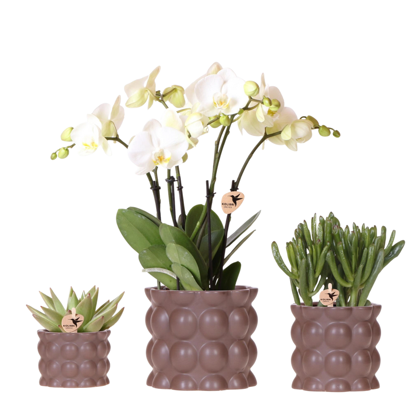 Kolibri Orchids | Plantenset Cotton bruin met witte orchidee Ghent & succulenten