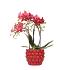 Kolibri Orchids – Rode Phalaenopsis Congo in Berry sierpot