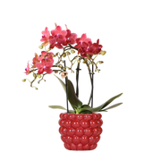 Kolibri Orchids – Rode Phalaenopsis Congo in Berry sierpot Everspring