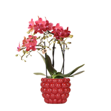 Kolibri Orchids – Rode Phalaenopsis Congo in Berry sierpot