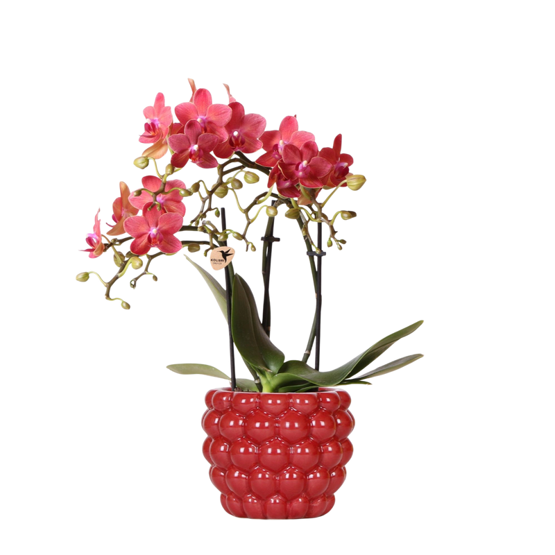 Kolibri Orchids – Rode Phalaenopsis Congo in Berry sierpot