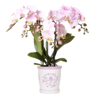 Kolibri Orchids | Roze orchidee Portugal in Malaga sierpot