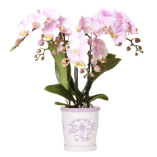 Kolibri Orchids | Roze orchidee Portugal in Malaga sierpot