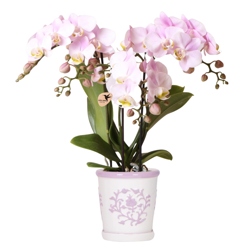 Kolibri Orchids | Roze orchidee Portugal in Malaga sierpot