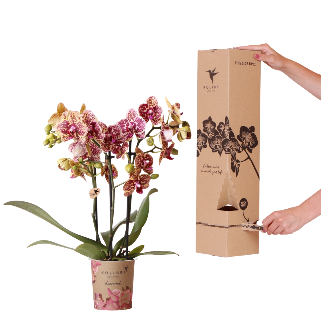 Kolibri Orchids Surprise Diamond – Verrassingsbox met 1 Diamond Orchidee