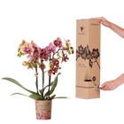 Kolibri Orchids Surprise Diamond – Verrassingsbox met 1 Diamond Orchidee
