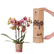 Kolibri Orchids Surprise Diamond – Verrassingsbox met 1 Diamond Orchidee