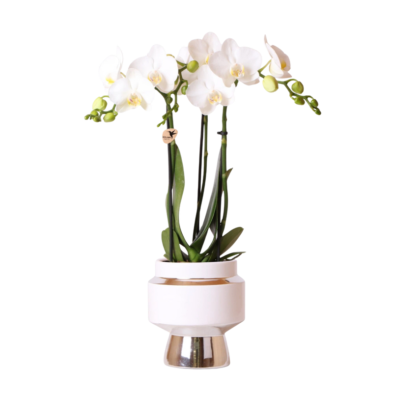 Kolibri Orchids – Witte Phalaenopsis Amabilis in Le Chic zilver