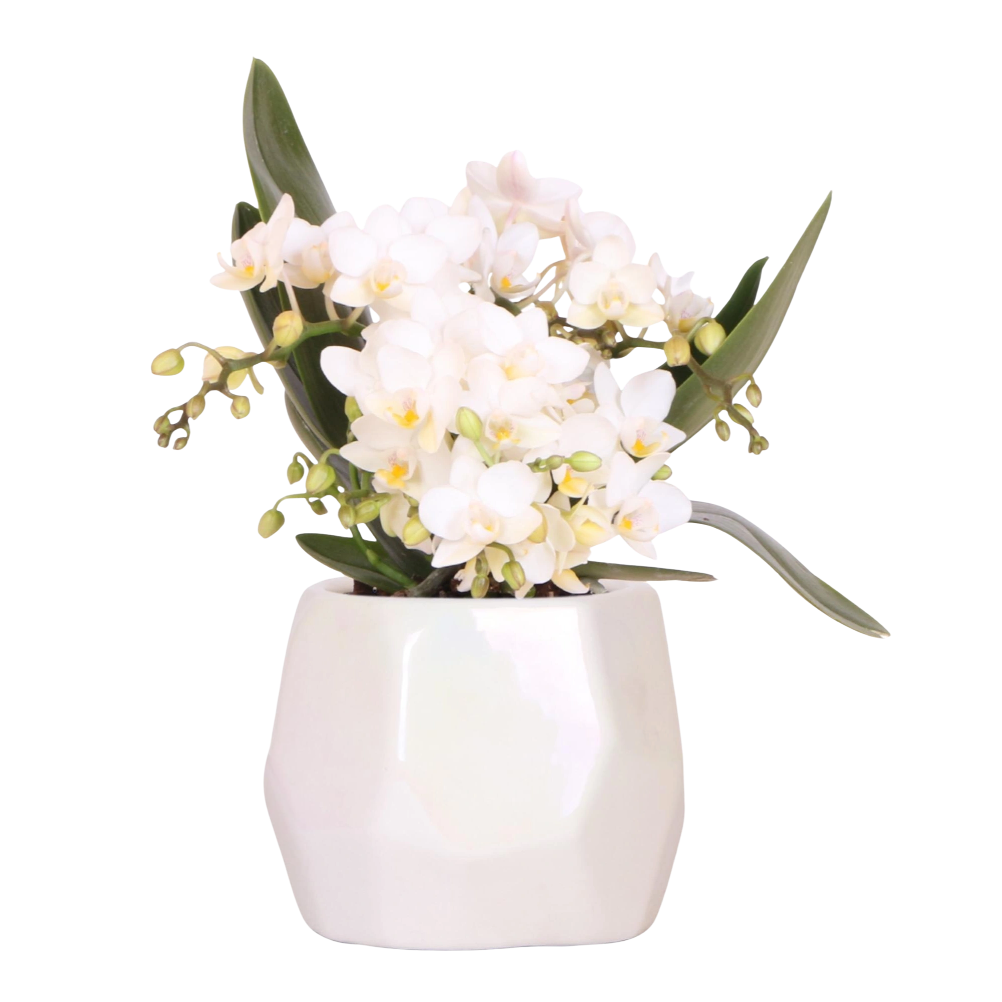 Kolibri Orchids | Witte orchidee Nazaré + Pearl sierpot Travertine