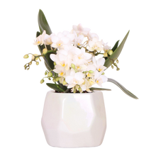 Kolibri Orchids | Witte orchidee Nazaré + Pearl sierpot Travertine