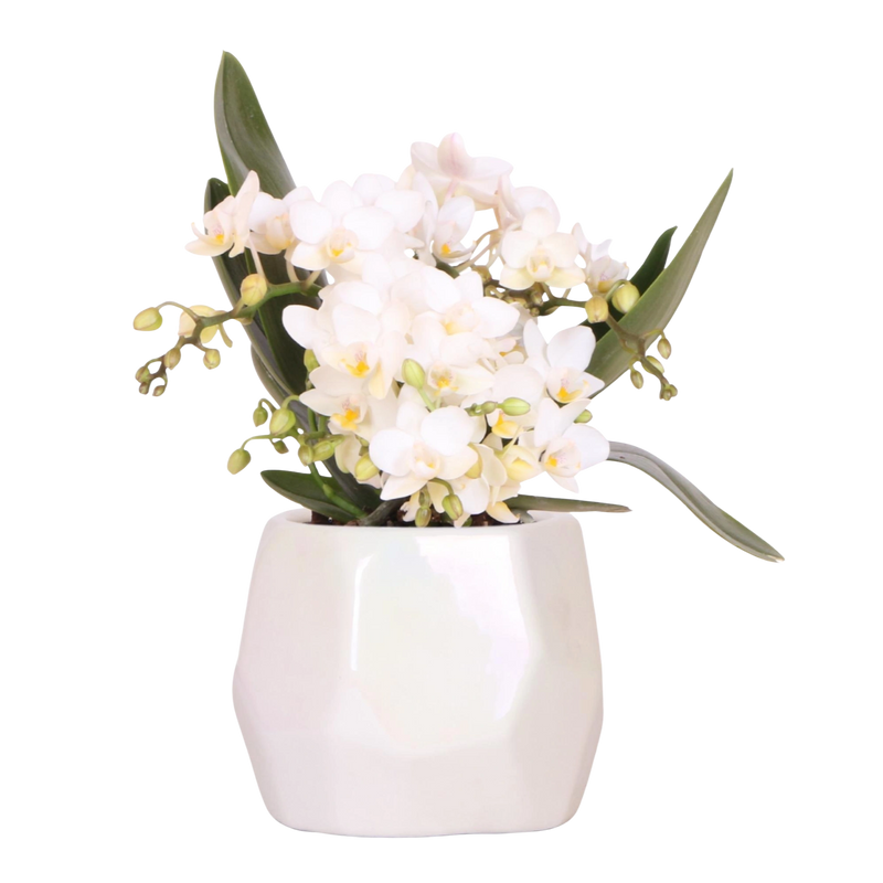 Kolibri Orchids | Witte orchidee Nazaré + Pearl sierpot Travertine