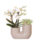 Kolibri Orchids | Witte orchidee Zürich + Succulent in Tube Sand