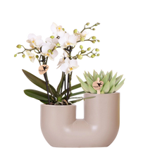 Kolibri Orchids | Witte orchidee Zürich + Succulent in Tube Sand