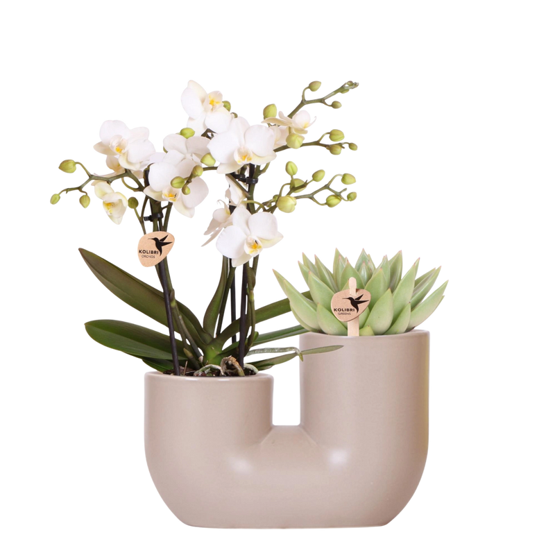 Kolibri Orchids | Witte orchidee Zürich + Succulent in Tube Sand