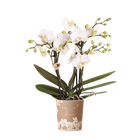 Kolibri Orchids Zürich – Witte Phalaenopsis