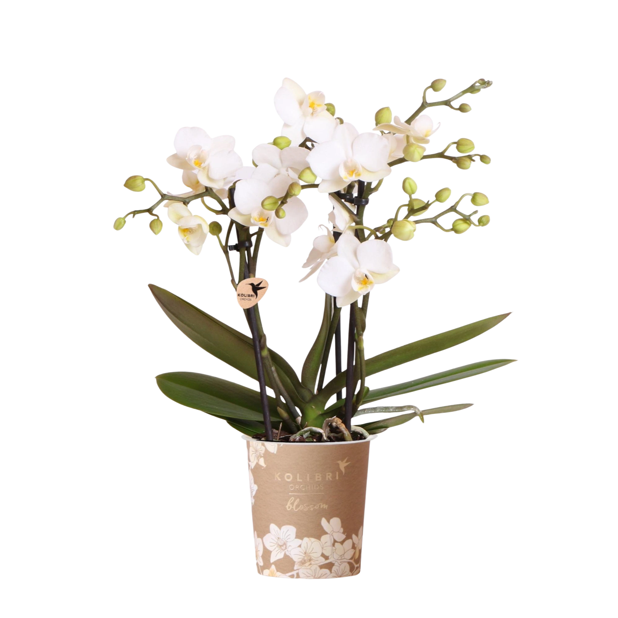 Kolibri Orchids Zürich – Witte Phalaenopsis