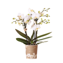 Kolibri Orchids Zürich – Witte Phalaenopsis